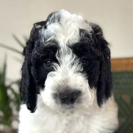 Boy 1 - Parti Poodle puppy in Utah from Red Mountain Poodles