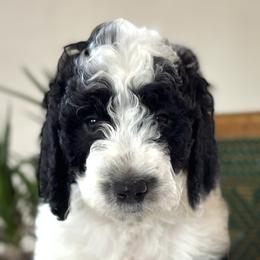 Boy 1 - Parti Poodle puppy in Utah from Red Mountain Poodles