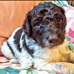 Australian Labradoodle and Poodle Puppies from Oodles of Doodles and some Poodles