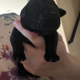 Golden Retriever and Labrador Retriever Puppies from The Golden Leash Kennels