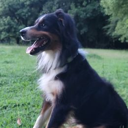 Ruger - Miniature Australian Shepherd