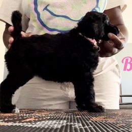 Poodle Puppies from Tyler Family Poodles