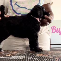 Poodle Puppies from Tyler Family Poodles