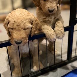 Goldendoodle Puppies from Fenna’s Goldendoodles
