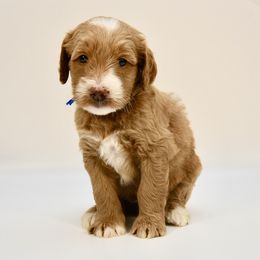 Nashville (Nash) - Red  male Goldendoodle puppy in Dayton, Ohio from Perks Court Doodles