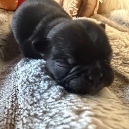 Black Trindle with OFA Parents - Black male French Bulldog puppy in Billings, Montana from Yellowstone Frenchies