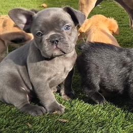 Fifi - Blue female French Bulldog puppy in Colorado from NOCO French Bulldogs