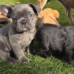 Fifi - Blue female French Bulldog puppy in Colorado from NOCO French Bulldogs