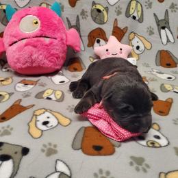 Pink collar - Black and tan female German Shepherd puppy in Ramsey, Illinois from Haus-Farr German Shepherds