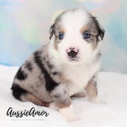 Blue Merle 6 - Blue merle male Miniature Australian Shepherd puppy in Pinehurst, Texas from Aussie Amor