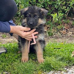German Shepherd Puppies from von Fenja German Shepherd Dogs