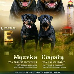 Rottweiler puppies from Karol's Rottweilers