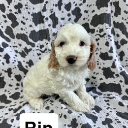 Rip - Buff and white male Cockapoo puppy in Lebanon, Missouri from Kaitlen's Doodle Pups