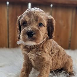 Honey - Red and white female Cockapoo puppy in Salt Lake City, Utah from Utah Cocker Spaniels
