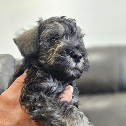 BLACK BOY - Salt and pepper male Miniature Schnauzer puppy in Las Vegas, Nevada from Knock & Bark