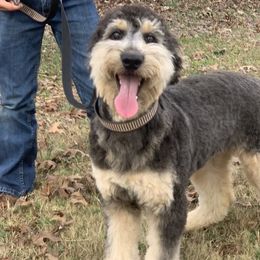 Aussiedoodles, Bernedoodles, and Poodles from Chris Krosschell's Bernedoodles
