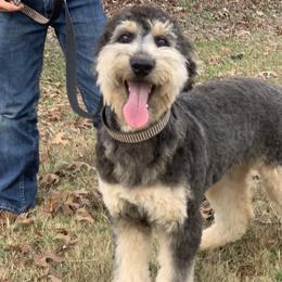 Aussiedoodles, Bernedoodles, and Poodles from Chris Krosschell's Bernedoodles