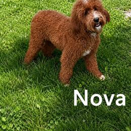 Nova - Goldendoodle