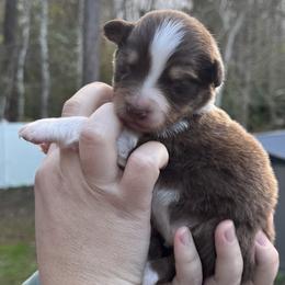 Ares - Red tri-color male Australian Shepherd puppy in Jacksonville, Florida from Solace Australian Shepherds