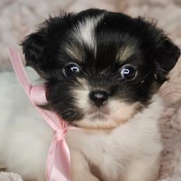 Fava Bean - White female Tibetan Spaniel puppy in Vancouver, Washington from Trillium Tibetan Spaniels