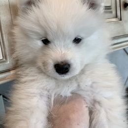 Samoyed Puppies from Falling cedar farm samoyeds