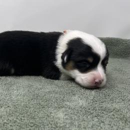 Yeti - Black and tan male Pembroke Welsh Corgi puppy in Waco, Texas from The Comma Corgis