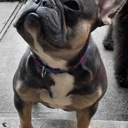 French Bulldogs from Sling Shot Frenchies