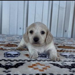 Black - Cream male Dachshund puppy in Poteau, Oklahoma from Sisters Dazzling Dachshunds