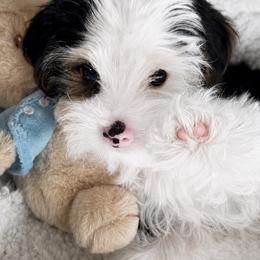 Cabernet - Chocolate, tan and white male Yorkshire Terrier puppy in Atlanta, Georgia from Cocktail Puppies