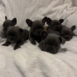 French Bulldog puppies from Wyo frenchies