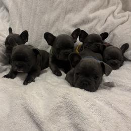 French Bulldog puppies from Wyo frenchies