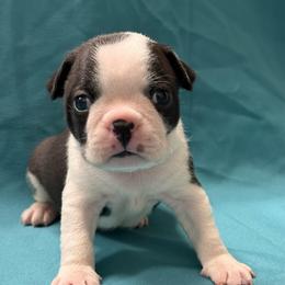 Severus - Black and white male Boston Terrier puppy in Kingsport, Tennessee from Dreamweaver Bostons