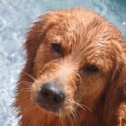 Blitz - Golden Retriever