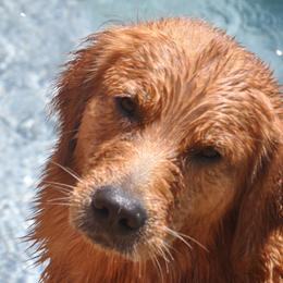 Blitz - Golden Retriever