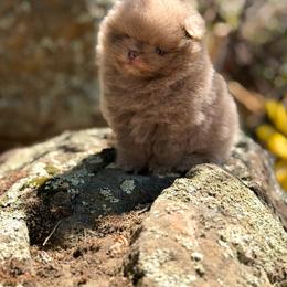 Chico - Lavender male Pomeranian puppy in Stockton, California from Pommiepalace