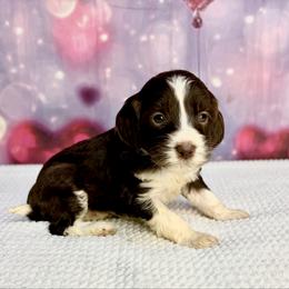 Piper - Brown and white female Bernedoodle puppy in Winfield, Alabama from Rose Lane Doodles