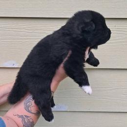Sunny - Black, silver undercoat female Akita puppy in Granbury, Texas from Folklore Akitas