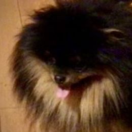 Tanner - Pomeranian
