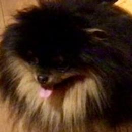 Tanner - Pomeranian