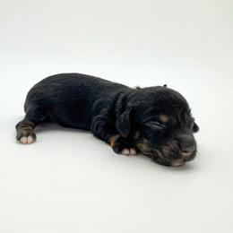 Violet - Black and tan female Dachshund puppy in Waddell, Arizona from Neu Doxies