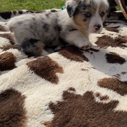 Creeper - Blue male Pembroke Welsh Corgi puppy in Hillsville, Virginia from Bonderosa Kennels