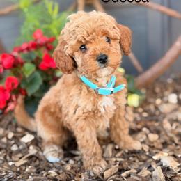 Odessa - Red  female Goldendoodle puppy in Oxford, Pennsylvania from FriendlyPals