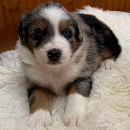 Beau - Blue merle male Australian Shepherd puppy in Harrah, Oklahoma from Kamm's Aussies