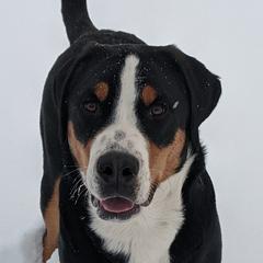 Maven - Greater Swiss Mountain Dog
