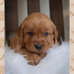 Golden Retriever Puppies from SK Golden Retrievers