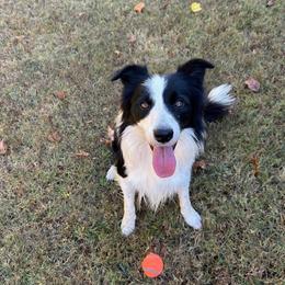 Border Collie puppies from Flat Rock Dogs
