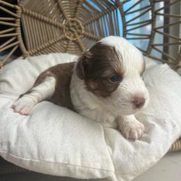 Sugar - Red tri-color female Australian Shepherd puppy in Grants Pass, Oregon from Carmel Mountain Aussies