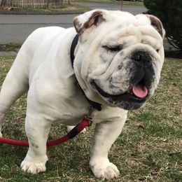 Bulldogs from Spitfire