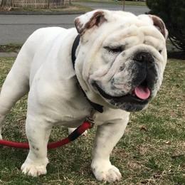 Bulldogs from Spitfire