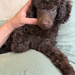 Alfredo - Brown male Poodle puppy in Monetta, South Carolina from Moonrise Poodles